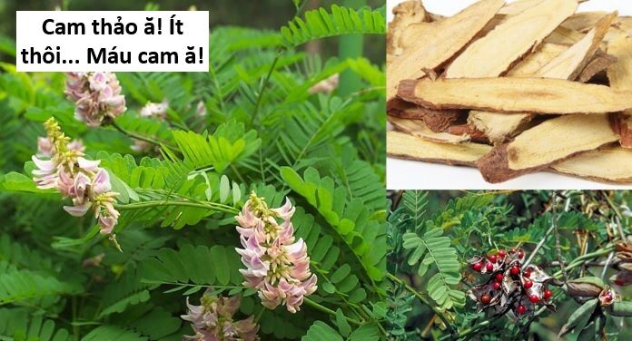 Hổ Đến Chơi Nhà (Puchimasu Miếu) Chương 143 Ảnh 81
