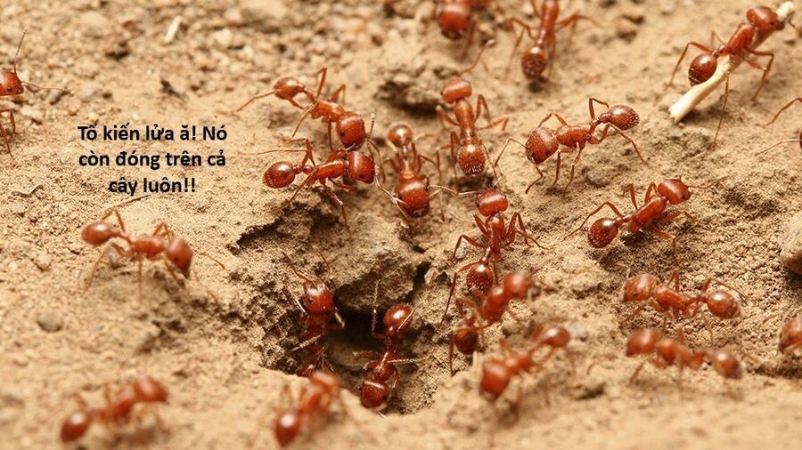 Hổ Đến Chơi Nhà Chương 159 Ảnh 16